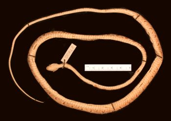 Media type: image; Herpetology R-27800